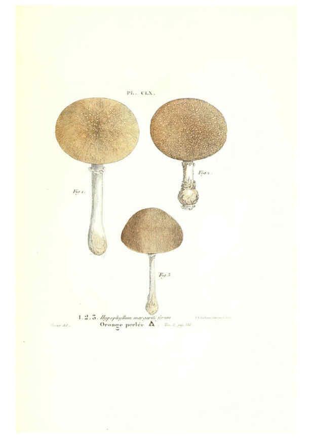 Reproducción/Reproduction 6266983880: Iconographie des champignons de Paulet New York,H. Baillière; [etc., etc.],1855