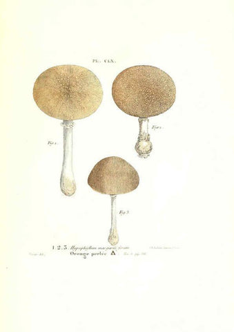 Reproducción/Reproduction 6266983880: Iconographie des champignons de Paulet New York,H. Baillière; [etc., etc.],1855