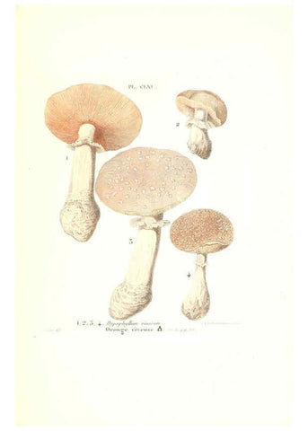 Reproducción/Reproduction 6266984062: Iconographie des champignons de Paulet New York,H. Baillière; [etc., etc.],1855