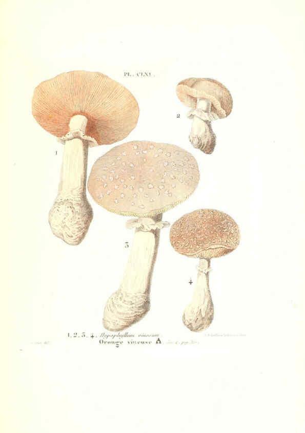 Reproducción/Reproduction 6266984062: Iconographie des champignons de Paulet New York,H. Baillière; [etc., etc.],1855