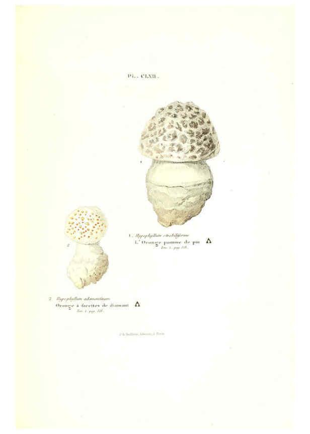 Reproducción/Reproduction 6266984230: Iconographie des champignons de Paulet New York,H. Baillière; [etc., etc.],1855