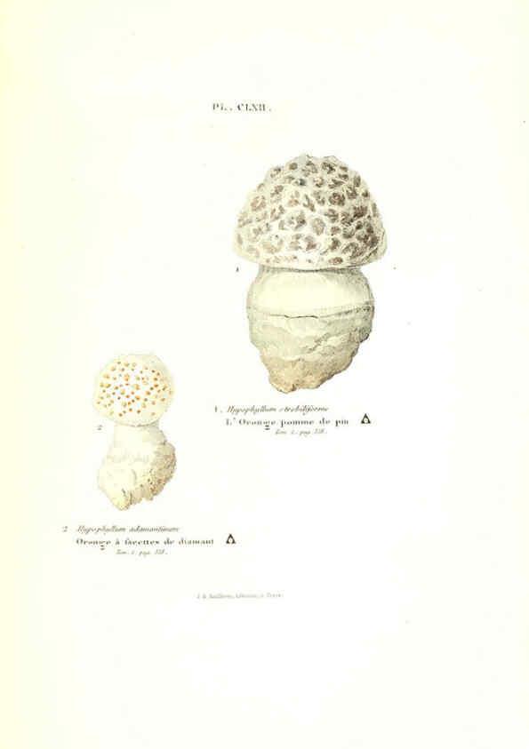 Reproducción/Reproduction 6266984230: Iconographie des champignons de Paulet New York,H. Baillière; [etc., etc.],1855