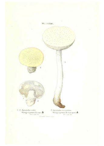 Reproducción/Reproduction 6266456503: Iconographie des champignons de Paulet New York,H. Baillière; [etc., etc.],1855