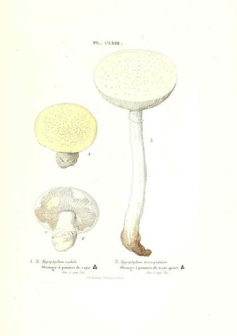 Reproducción/Reproduction 6266456503: Iconographie des champignons de Paulet New York,H. Baillière; [etc., etc.],1855