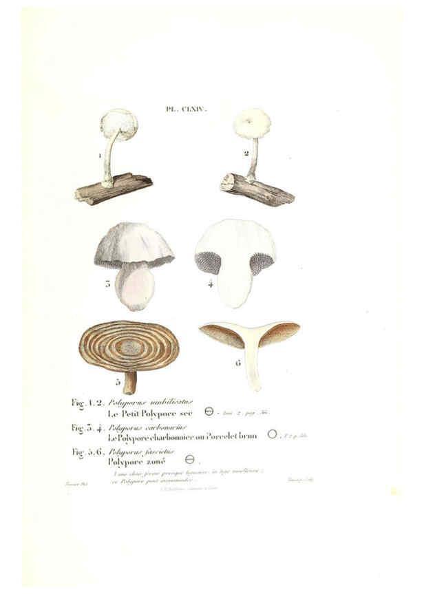 Reproducción/Reproduction 6266984570: Iconographie des champignons de Paulet New York,H. Baillière; [etc., etc.],1855