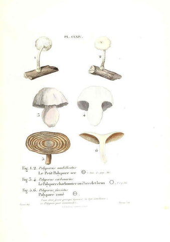 Reproducción/Reproduction 6266984570: Iconographie des champignons de Paulet New York,H. Baillière; [etc., etc.],1855