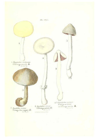 Reproducción/Reproduction 6266982088: Iconographie des champignons de Paulet New York,H. Baillière; [etc., etc.],1855