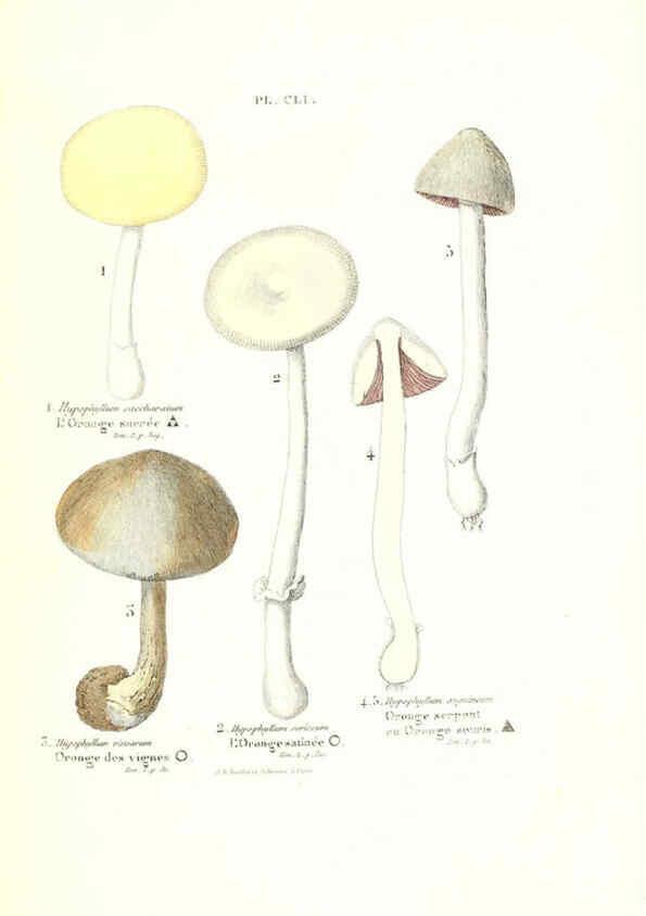 Reproducción/Reproduction 6266982088: Iconographie des champignons de Paulet New York,H. Baillière; [etc., etc.],1855