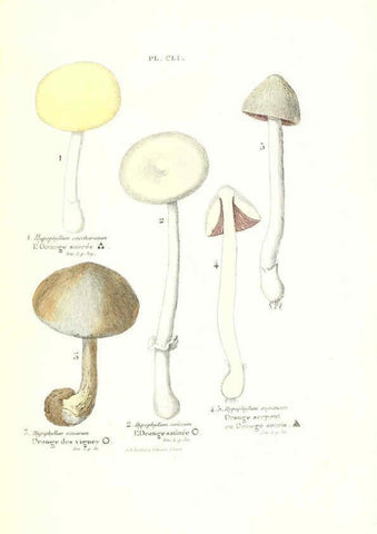 Reproducción/Reproduction 6266982088: Iconographie des champignons de Paulet New York,H. Baillière; [etc., etc.],1855