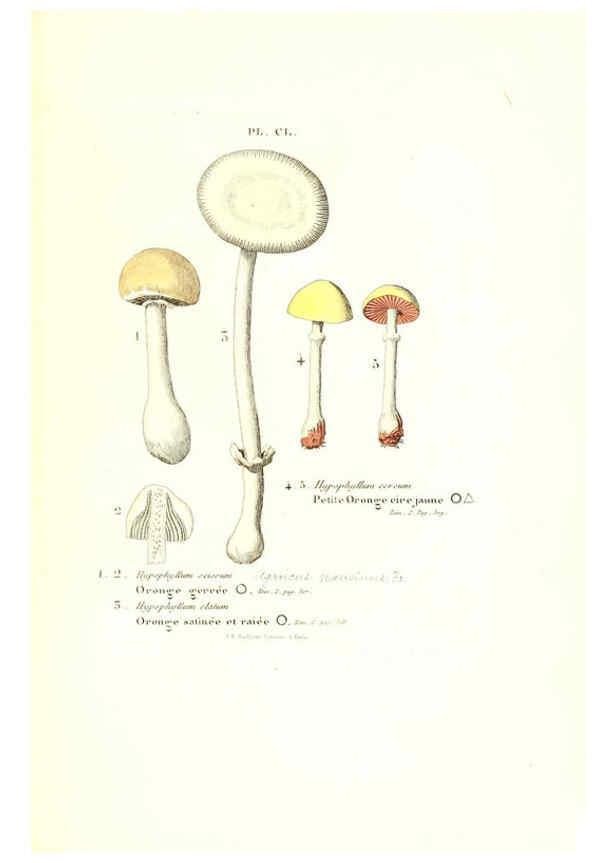 Reproducción/Reproduction 6266981792: Iconographie des champignons de Paulet New York,H. Baillière; [etc., etc.],1855