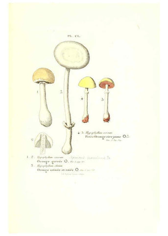 Reproducción/Reproduction 6266981792: Iconographie des champignons de Paulet New York,H. Baillière; [etc., etc.],1855