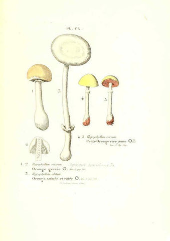 Reproducción/Reproduction 6266981792: Iconographie des champignons de Paulet New York,H. Baillière; [etc., etc.],1855