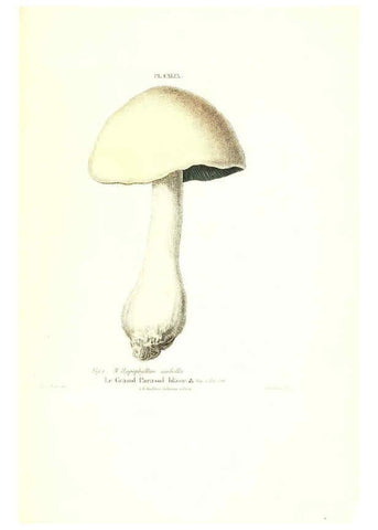 Reproducción/Reproduction 6266981622: Iconographie des champignons de Paulet New York,H. Baillière; [etc., etc.],1855