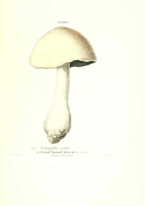 Reproducción/Reproduction 6266981622: Iconographie des champignons de Paulet New York,H. Baillière; [etc., etc.],1855