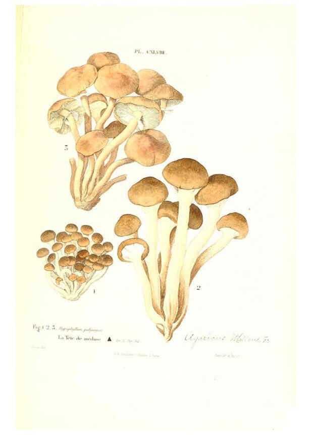 Reproducción/Reproduction 6266981364: Iconographie des champignons de Paulet New York,H. Baillière; [etc., etc.],1855