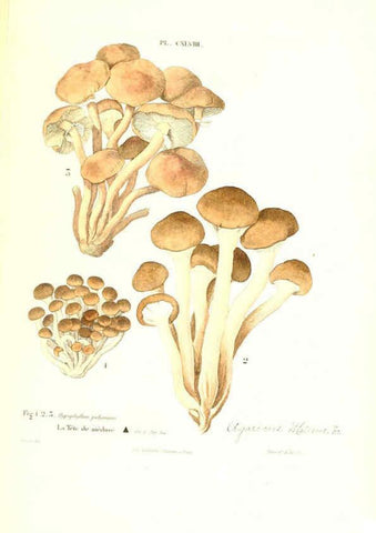 Reproducción/Reproduction 6266981364: Iconographie des champignons de Paulet New York,H. Baillière; [etc., etc.],1855