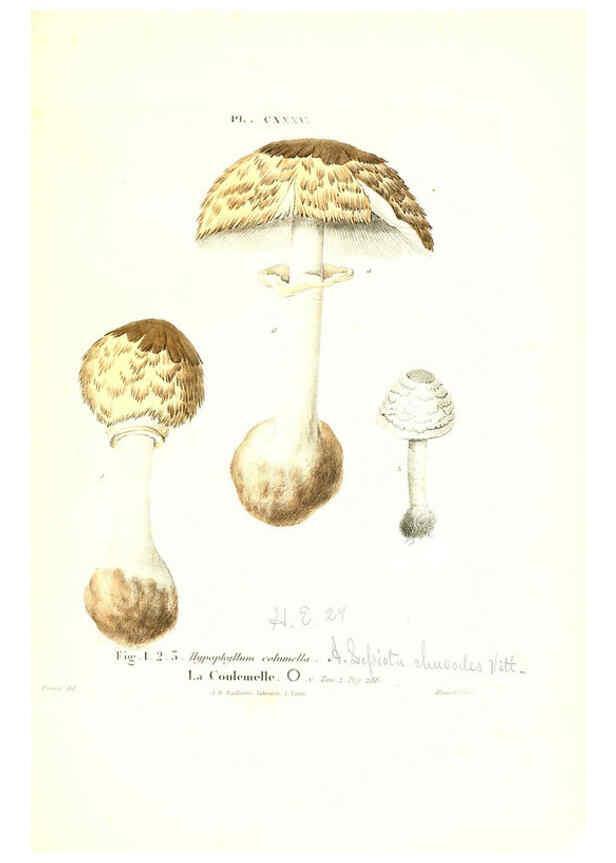 Reproducción/Reproduction 6266450383: Iconographie des champignons de Paulet New York,H. Baillière; [etc., etc.],1855