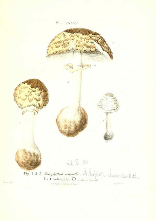 Reproducción/Reproduction 6266450383: Iconographie des champignons de Paulet New York,H. Baillière; [etc., etc.],1855