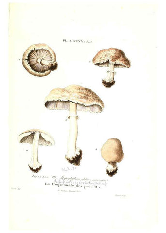 Reproducción/Reproduction 6266978420: Iconographie des champignons de Paulet New York,H. Baillière; [etc., etc.],1855