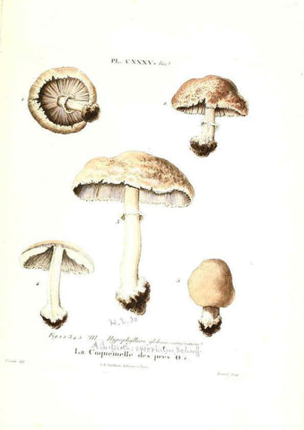 Reproducción/Reproduction 6266978420: Iconographie des champignons de Paulet New York,H. Baillière; [etc., etc.],1855