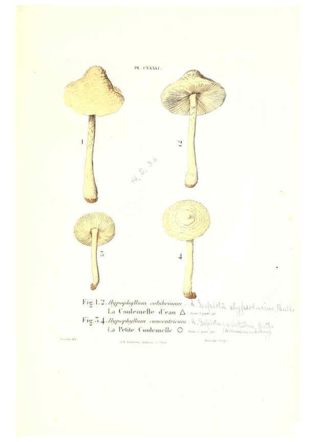 Reproducción/Reproduction 6266978658: Iconographie des champignons de Paulet New York,H. Baillière; [etc., etc.],1855