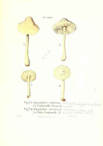 Reproducción/Reproduction 6266978658: Iconographie des champignons de Paulet New York,H. Baillière; [etc., etc.],1855