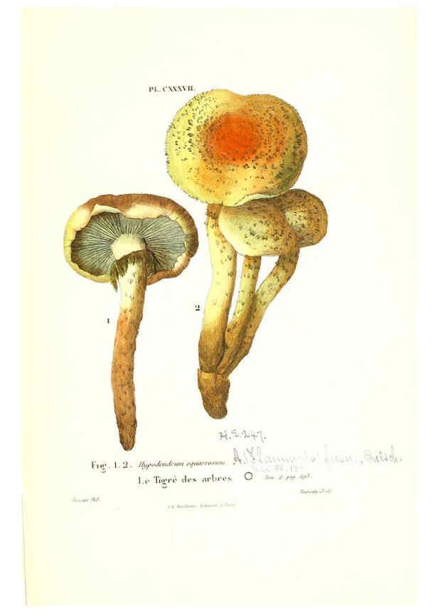 Reproducción/Reproduction 6266451057: Iconographie des champignons de Paulet New York,H. Baillière; [etc., etc.],1855