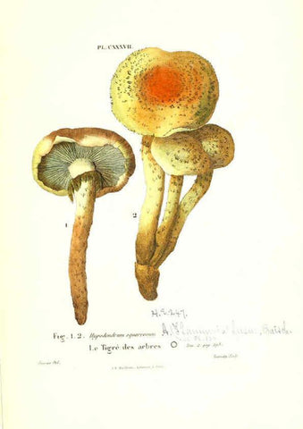 Reproducción/Reproduction 6266451057: Iconographie des champignons de Paulet New York,H. Baillière; [etc., etc.],1855