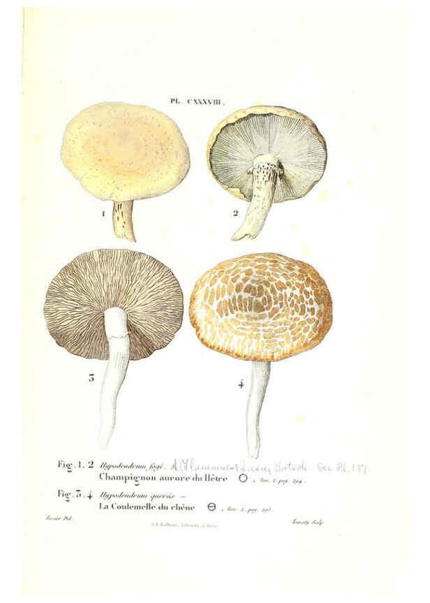 Reproducción/Reproduction 6266978990: Iconographie des champignons de Paulet New York,H. Baillière; [etc., etc.],1855