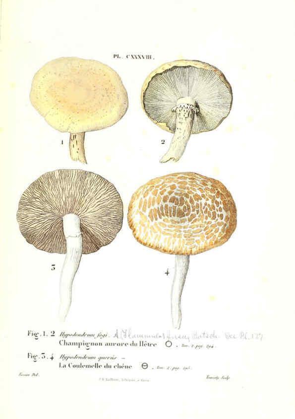 Reproducción/Reproduction 6266978990: Iconographie des champignons de Paulet New York,H. Baillière; [etc., etc.],1855