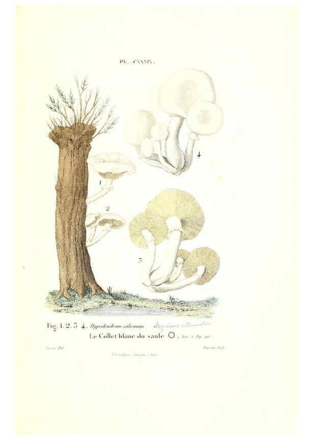 Reproducción/Reproduction 6266979172: Iconographie des champignons de Paulet New York,H. Baillière; [etc., etc.],1855