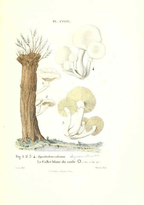 Reproducción/Reproduction 6266979172: Iconographie des champignons de Paulet New York,H. Baillière; [etc., etc.],1855