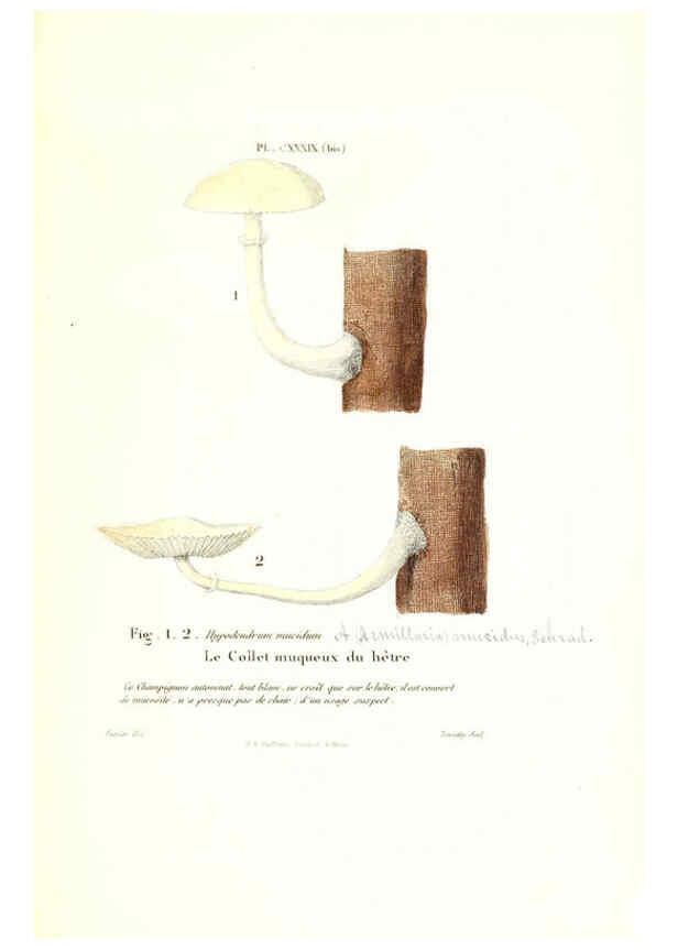 Reproducción/Reproduction 6266979356: Iconographie des champignons de Paulet New York,H. Baillière; [etc., etc.],1855