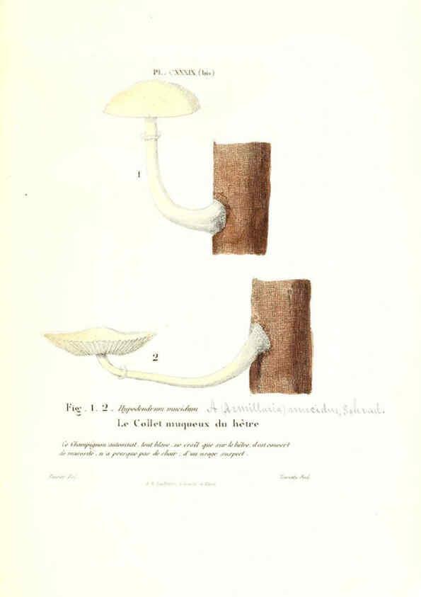 Reproducción/Reproduction 6266979356: Iconographie des champignons de Paulet New York,H. Baillière; [etc., etc.],1855