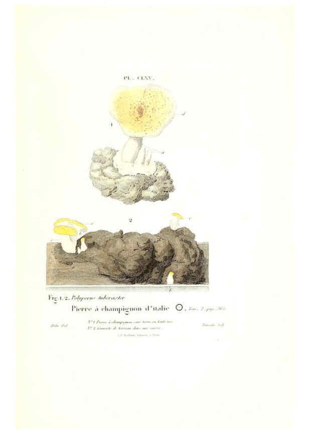 Reproducción/Reproduction 6266984750: Iconographie des champignons de Paulet New York,H. Baillière; [etc., etc.],1855