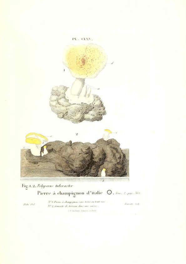 Reproducción/Reproduction 6266984750: Iconographie des champignons de Paulet New York,H. Baillière; [etc., etc.],1855