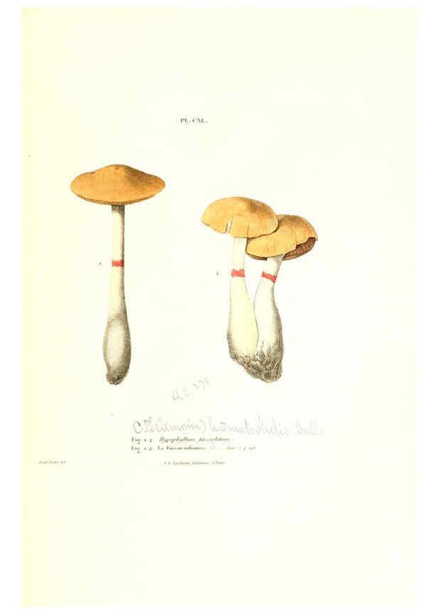 Reproducción/Reproduction 6266979560: Iconographie des champignons de Paulet New York,H. Baillière; [etc., etc.],1855