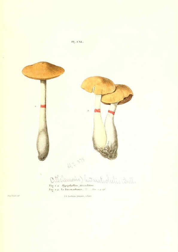 Reproducción/Reproduction 6266979560: Iconographie des champignons de Paulet New York,H. Baillière; [etc., etc.],1855