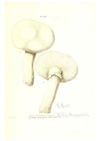 Reproducción/Reproduction 6266979938: Iconographie des champignons de Paulet New York,H. Baillière; [etc., etc.],1855