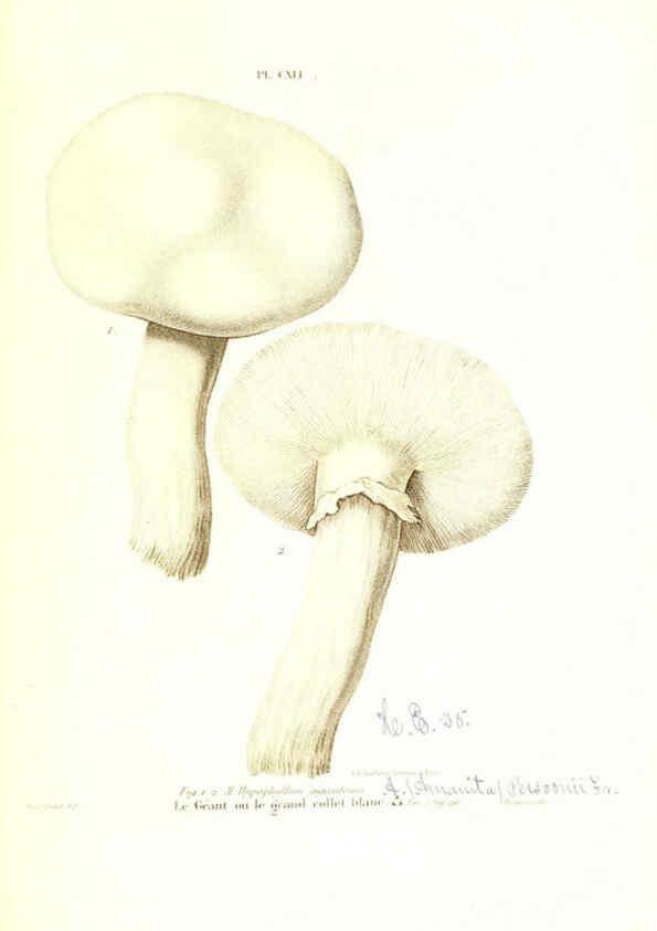 Reproducción/Reproduction 6266979938: Iconographie des champignons de Paulet New York,H. Baillière; [etc., etc.],1855