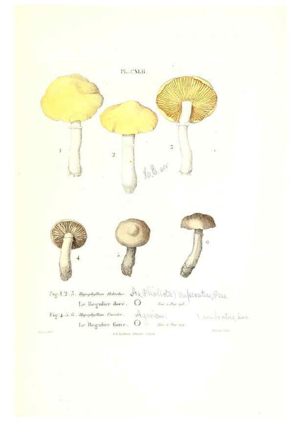 Reproducción/Reproduction 6266980146: Iconographie des champignons de Paulet New York,H. Baillière; [etc., etc.],1855