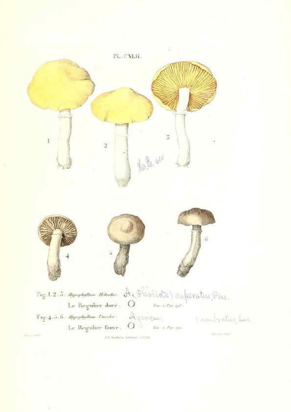 Reproducción/Reproduction 6266980146: Iconographie des champignons de Paulet New York,H. Baillière; [etc., etc.],1855