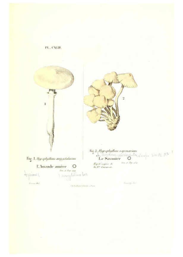 Reproducción/Reproduction 6266452403: Iconographie des champignons de Paulet New York,H. Baillière; [etc., etc.],1855