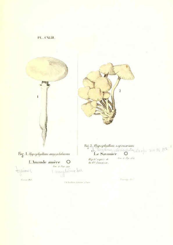 Reproducción/Reproduction 6266452403: Iconographie des champignons de Paulet New York,H. Baillière; [etc., etc.],1855