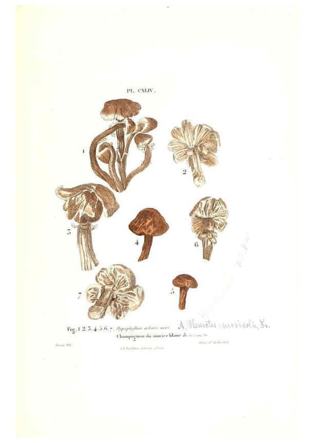 Reproducción/Reproduction 6266980604: Iconographie des champignons de Paulet New York,H. Baillière; [etc., etc.],1855