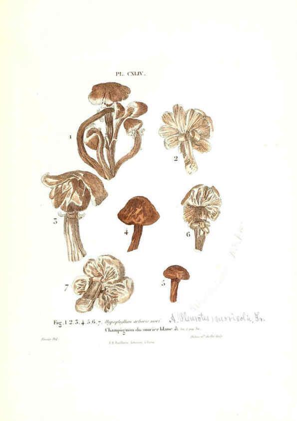 Reproducción/Reproduction 6266980604: Iconographie des champignons de Paulet New York,H. Baillière; [etc., etc.],1855