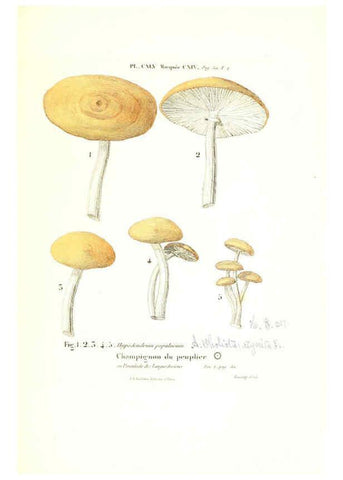 Reproducción/Reproduction 6266980778: Iconographie des champignons de Paulet New York,H. Baillière; [etc., etc.],1855