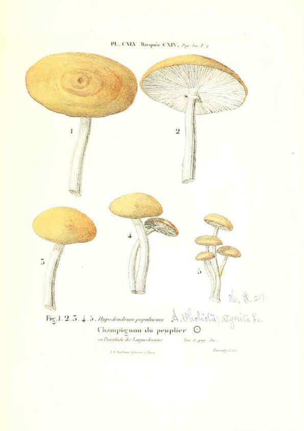 Reproducción/Reproduction 6266980778: Iconographie des champignons de Paulet New York,H. Baillière; [etc., etc.],1855