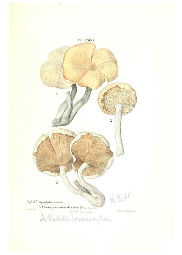 Reproducción/Reproduction 6266453021: Iconographie des champignons de Paulet New York,H. Baillière; [etc., etc.],1855