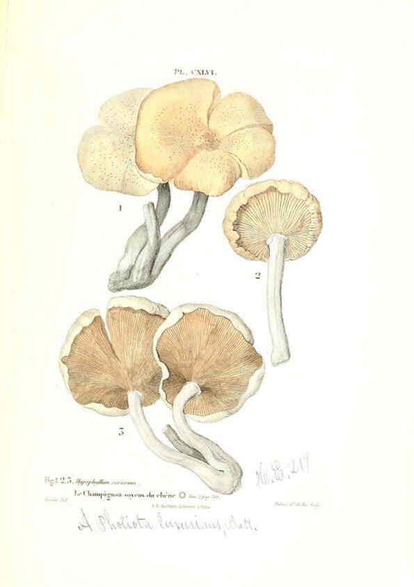 Reproducción/Reproduction 6266453021: Iconographie des champignons de Paulet New York,H. Baillière; [etc., etc.],1855